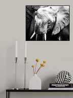 Elephant Calf Poster och Canvastavla