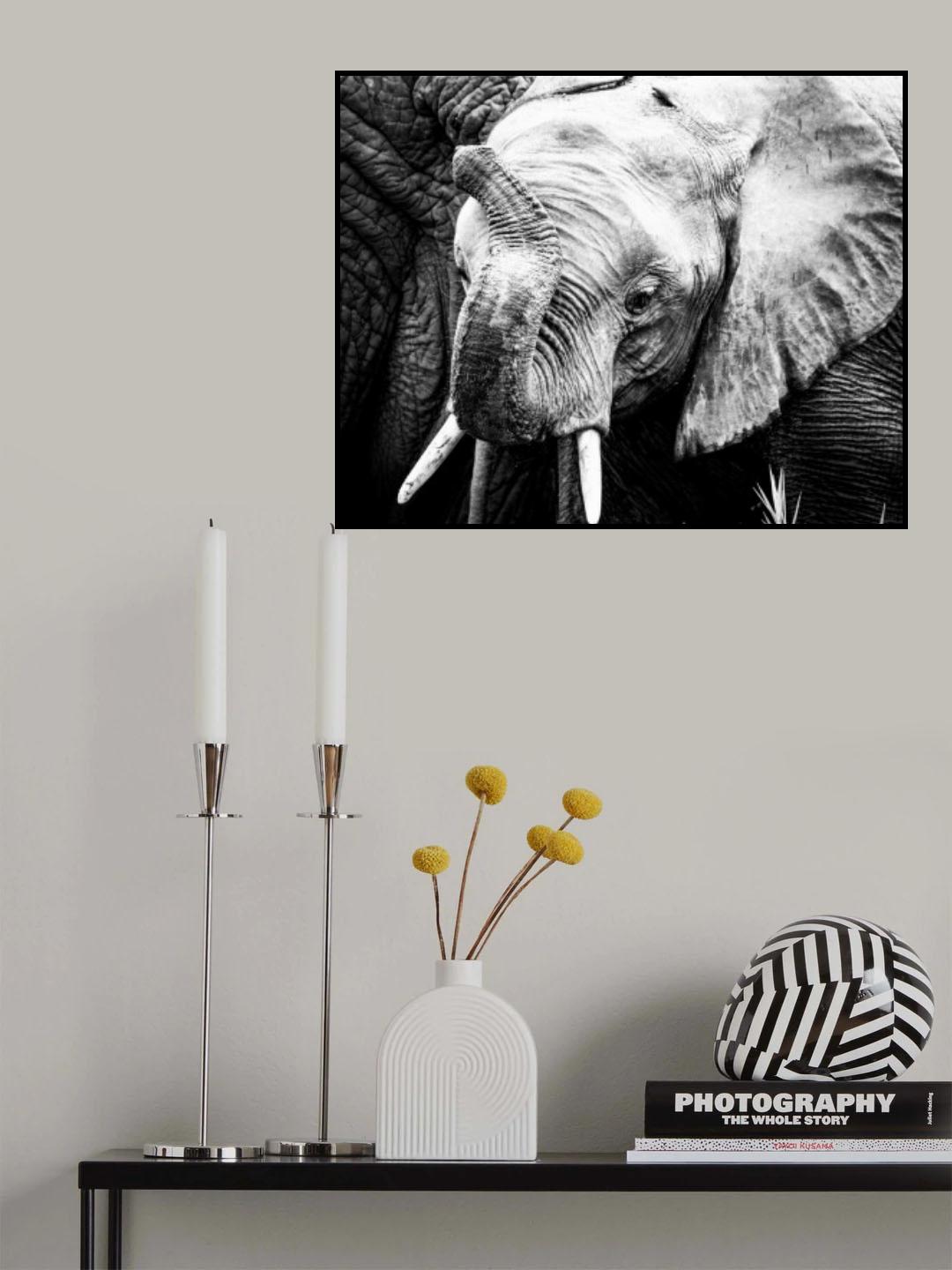 Elephant Calf Poster och Canvastavla