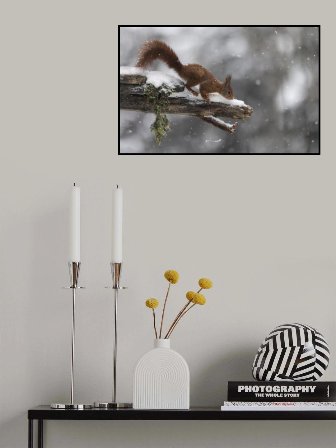 The Red squirrel Poster och Canvastavla