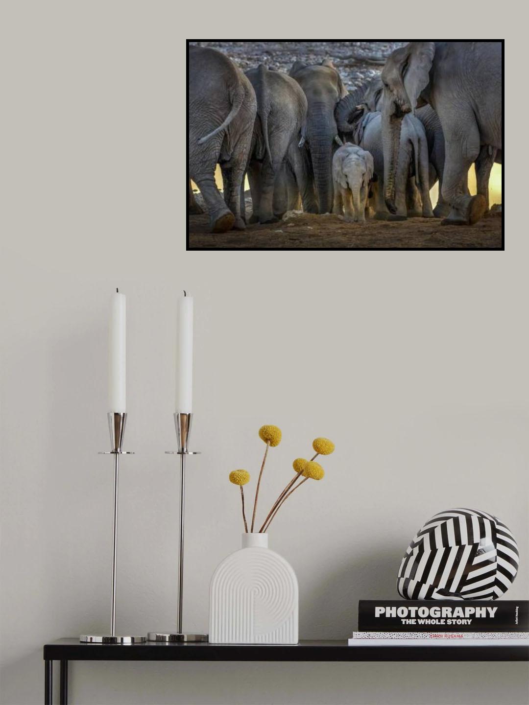 The Baby Elephant and the Elephants Family Poster och Canvastavla