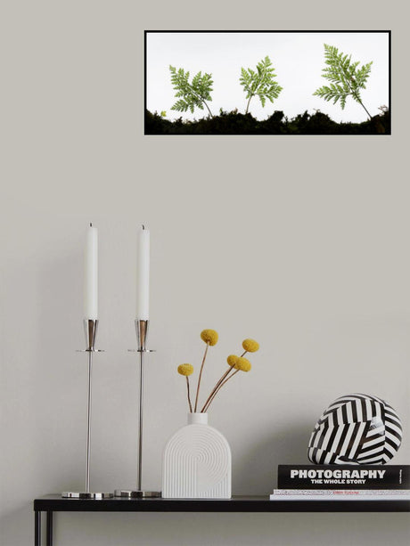 Fern Detail Poster och Canvastavla