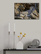Shy Poster och Canvastavla