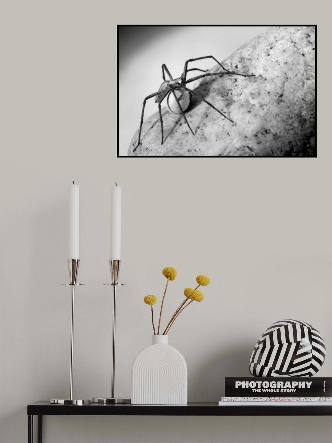 Spider with egg-case Poster och Canvastavla
