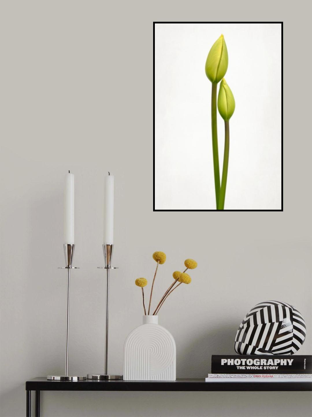 Tulip time Poster och Canvastavla