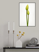 Tulip time Poster och Canvastavla
