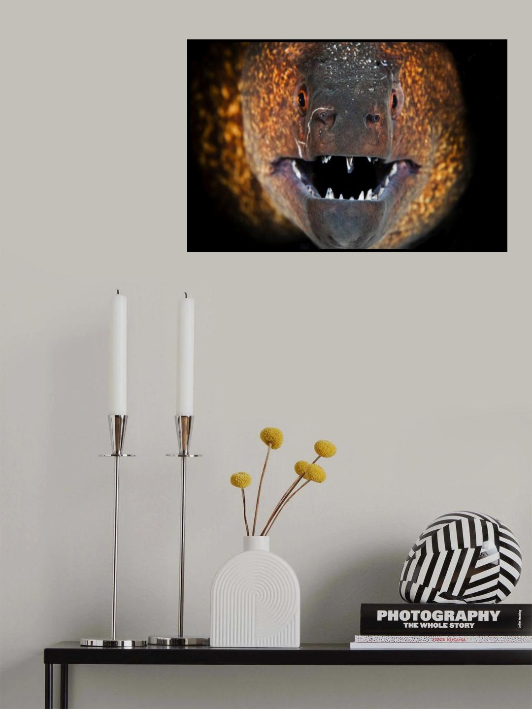 Yellow Moray Poster och Canvastavla