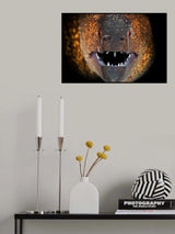 Yellow Moray Poster och Canvastavla