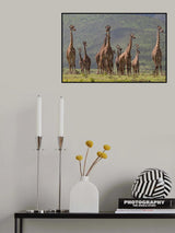Giraff family Poster och Canvastavla