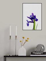 Iris Still Life Poster och Canvastavla