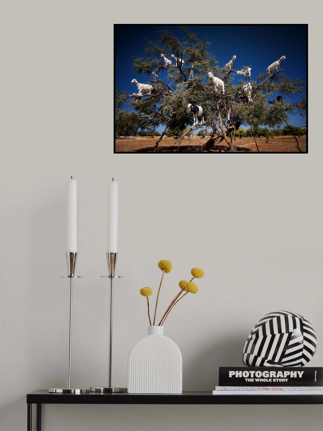 Argan Goats Poster och Canvastavla