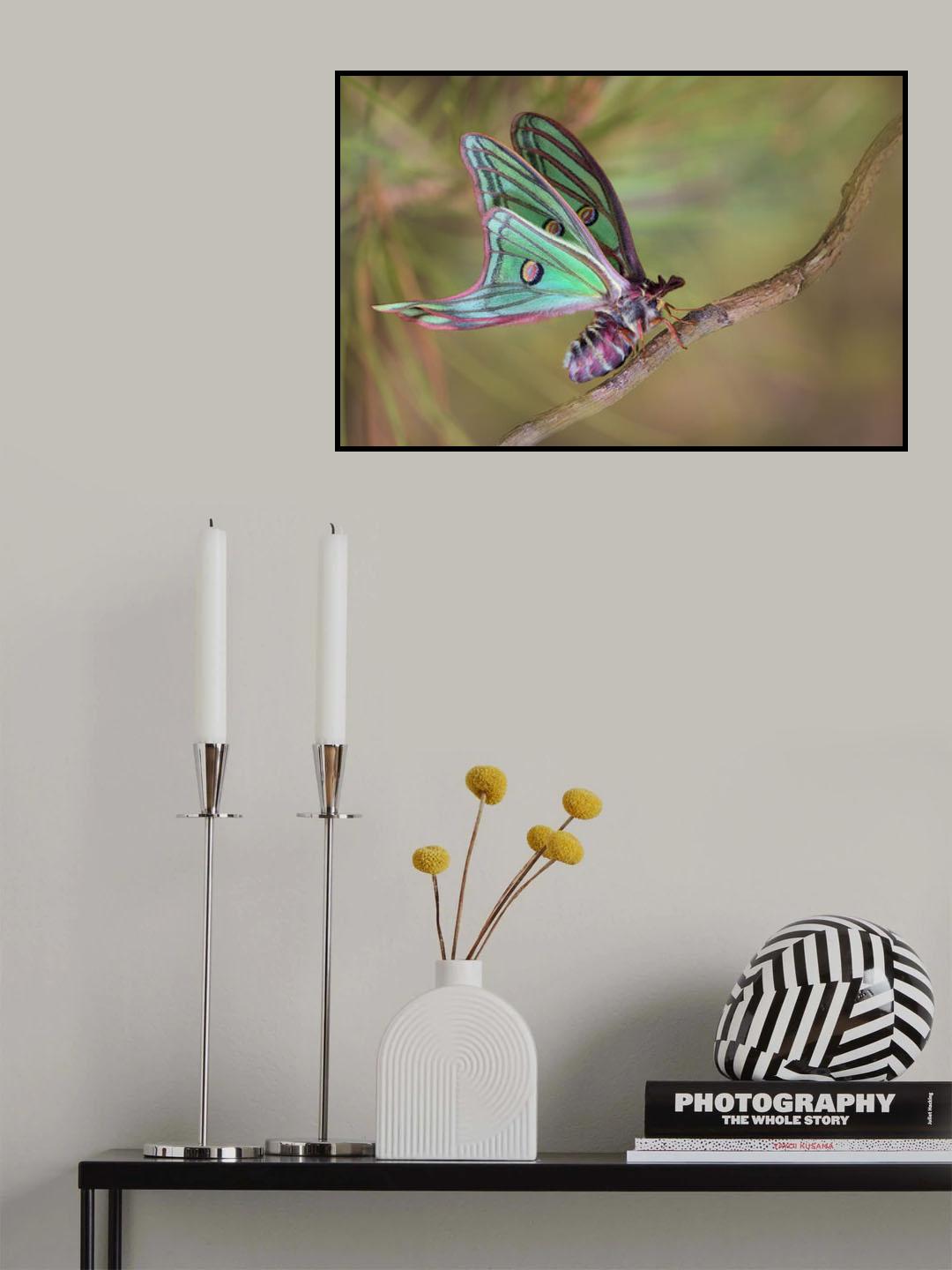 Isabellae Poster och Canvastavla
