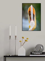 Pelican Poster och Canvastavla