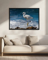 Graceful Little egret. Poster och Canvastavla