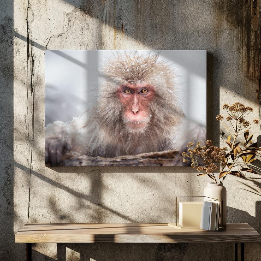 A Snow Monkey Poster och Canvastavla