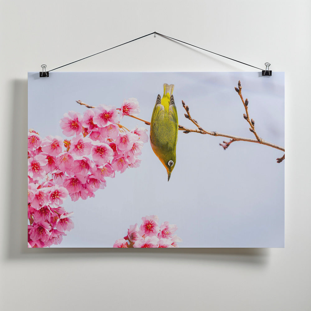Early spring Poster och Canvastavla