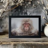 A Snow Monkey Poster och Canvastavla
