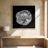 Poppy portrait Poster och Canvastavla