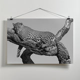 Leopard hanging out Poster och Canvastavla