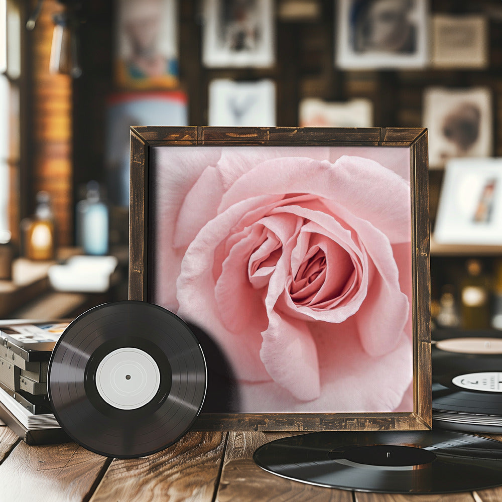 Pink Rose Poster och Canvastavla