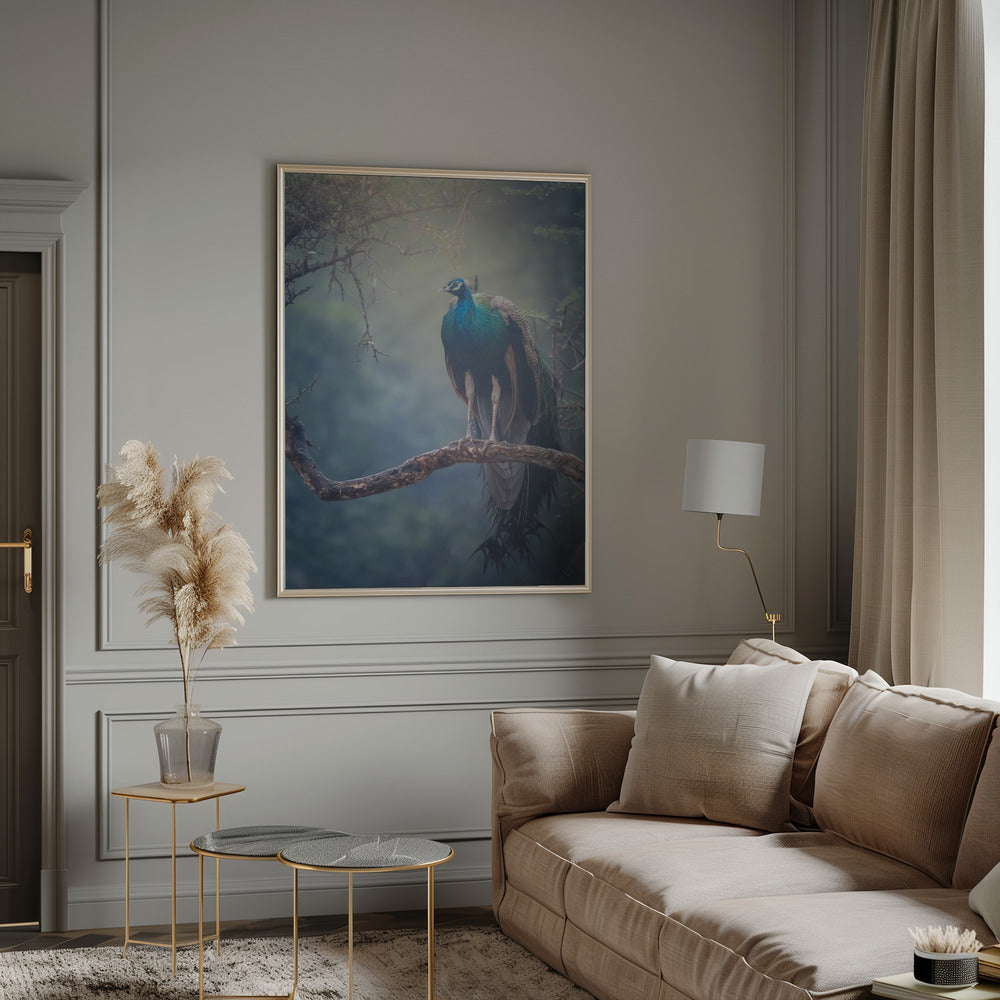 Peacock in Rain Poster och Canvastavla