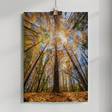 Otoño en Sesué Poster och Canvastavla