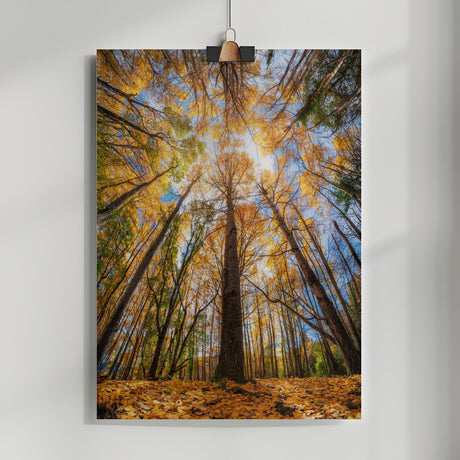 Otoño en Sesué Poster och Canvastavla
