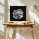 Poppy portrait Poster och Canvastavla