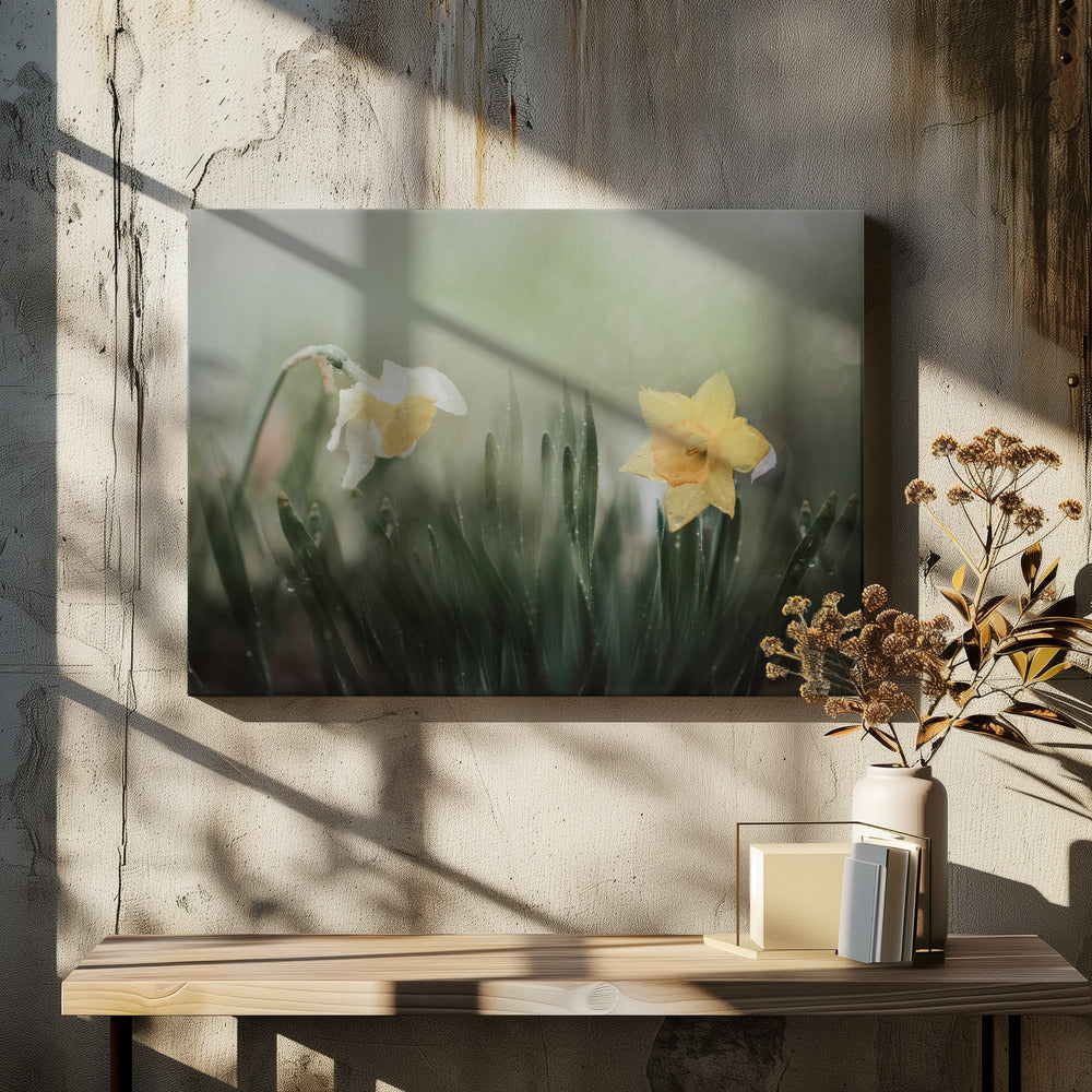 narcissuss in rain Poster och Canvastavla