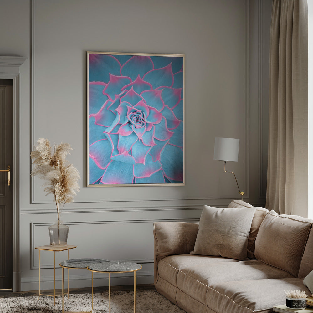 Blue and Pink Succulent Poster och Canvastavla