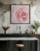 Pink Rose Poster och Canvastavla