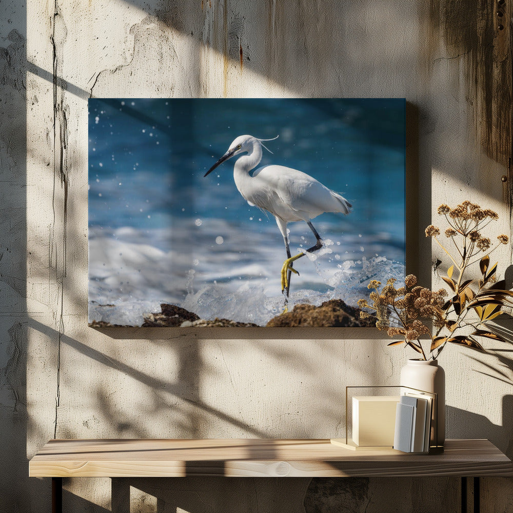 Graceful Little egret. Poster och Canvastavla