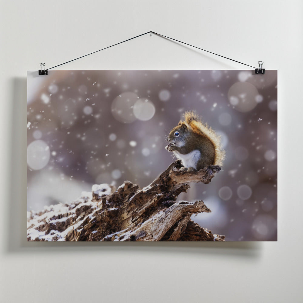 The Magic Squirrel Poster och Canvastavla
