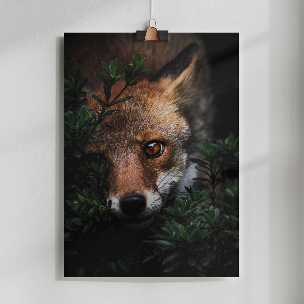 Gaze Poster och Canvastavla