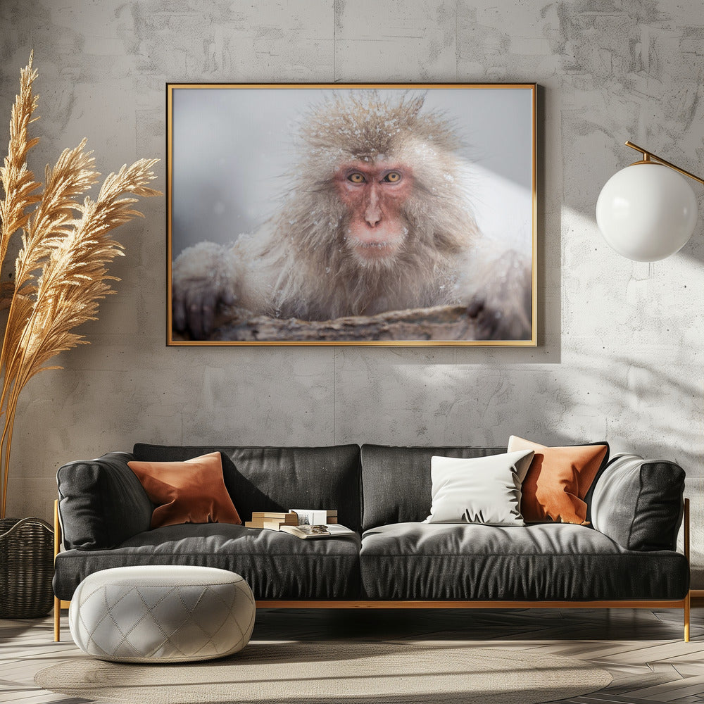 A Snow Monkey Poster och Canvastavla