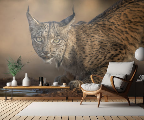 Wild Iberian Lynx Poster och Canvastavla