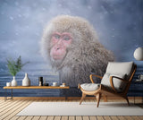 Snow Monkey Poster och Canvastavla