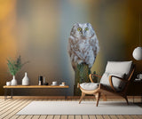 Boreal owl Poster och Canvastavla