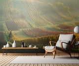 Autumn vineyards Poster och Canvastavla