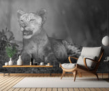 Lion cub in B &amp; W Poster och Canvastavla