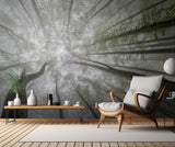 Forest views Poster och Canvastavla