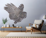 Great Grey Owl Poster och Canvastavla