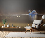 Swan at dawn Poster och Canvastavla