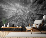 Forest views Poster och Canvastavla
