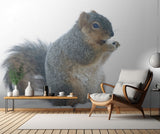 Squirrel Poster och Canvastavla