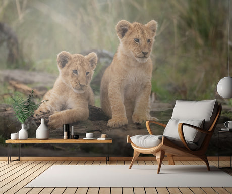 Little lion cubs Poster och Canvastavla