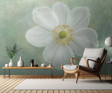 Anemone ‘Honorine Jobert’ Poster och Canvastavla
