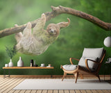 Brown-throated sloth Poster och Canvastavla
