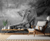 big cat Poster och Canvastavla