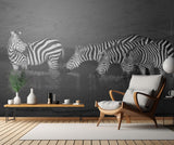 Zebras drinking Poster och Canvastavla