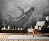 Deer Backlit Poster och Canvastavla